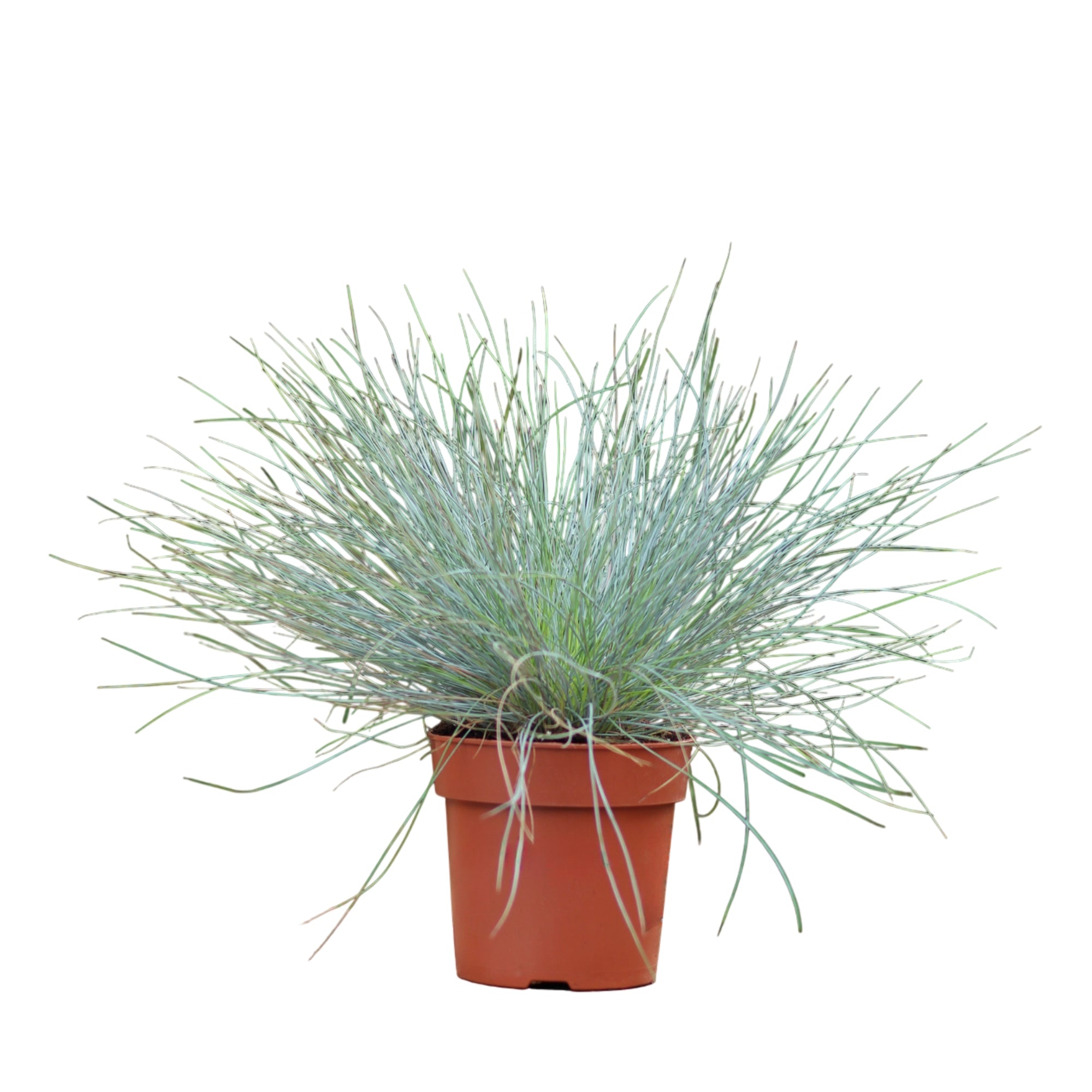 Festuca Glauca | Festuca Azul